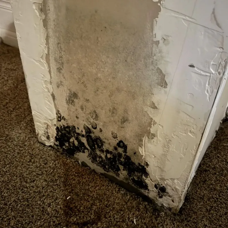 Professional Mold Removal in Sandston, VA